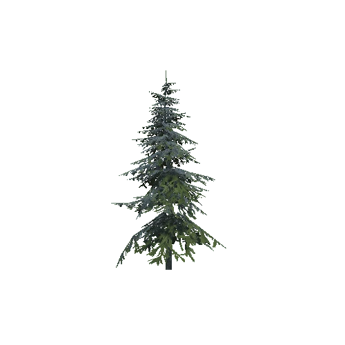 spruce 3